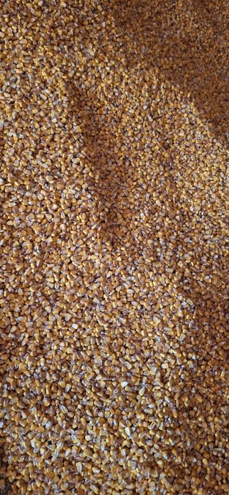 Grăunte de vânzare