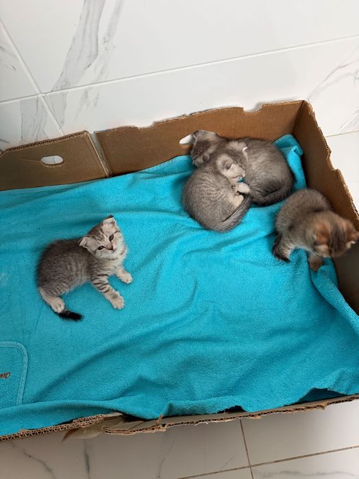 Котята вислоухие