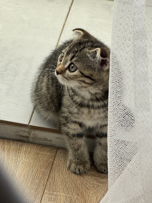 Продам котенка скоттиш фолд