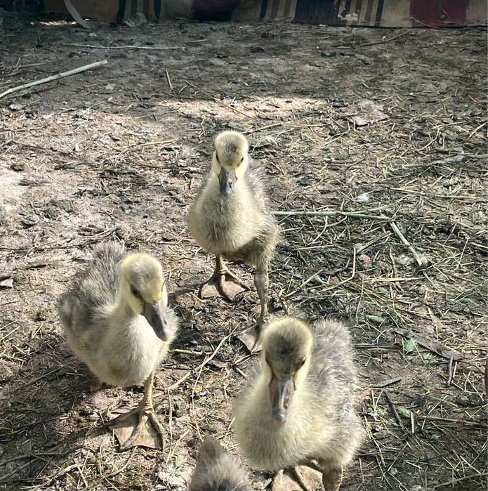 Қаз балапандары ірі қоңыр