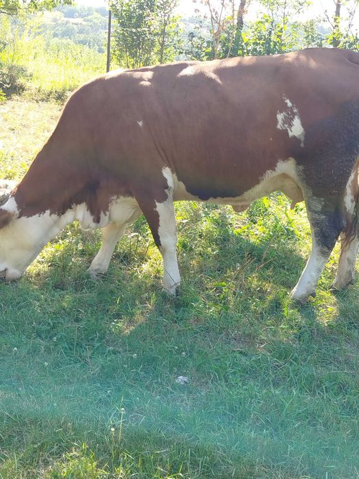 De vânzare vacă cu doi tăurași