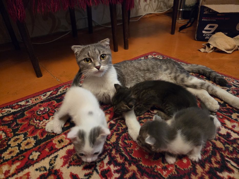Котята бесплатно
