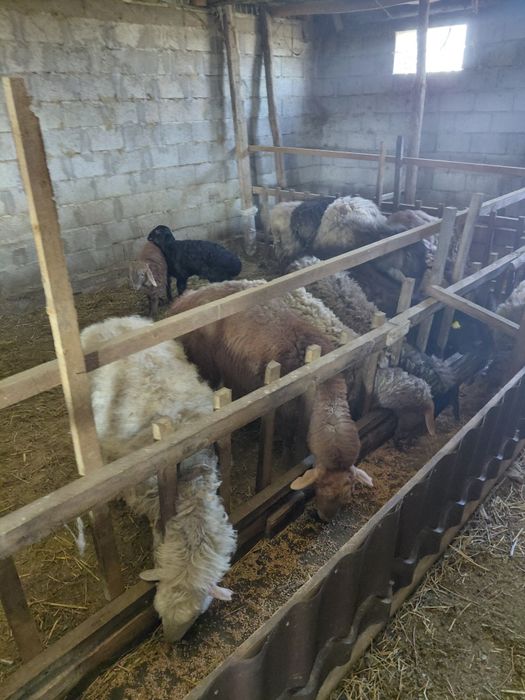 Козылы кой,буаз кой