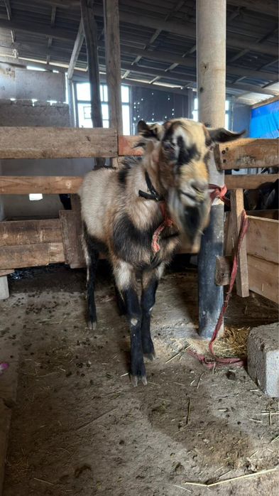 Альпийски тек 2жасар