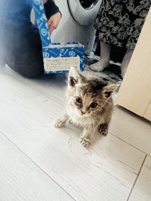 Маленькое чудо ищет дом!