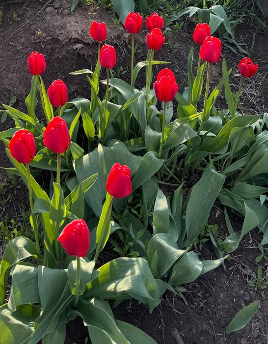 Тюльпаны свежие сочные