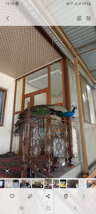 Срочна продам индиские павлин