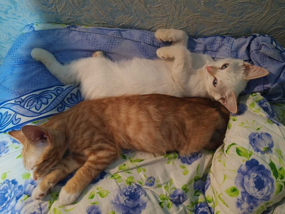 Отдам котят в добрые руки