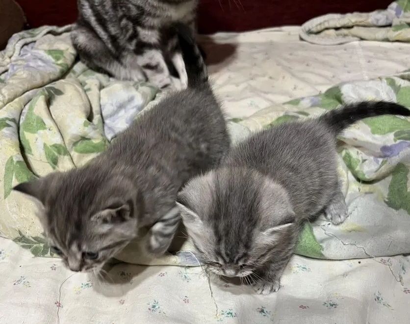 Котята британские, мальчики 1.5 мес