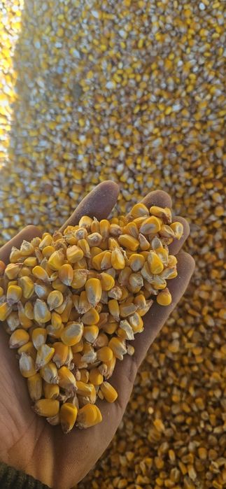 Vând porumb boabe 1.2 lei