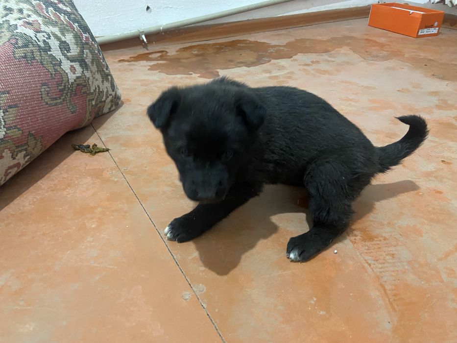 Европейский овчарка сатылады