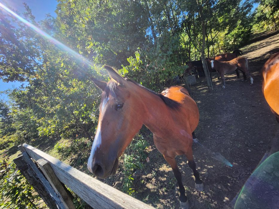 Vând  manza de 2 ani jumătate