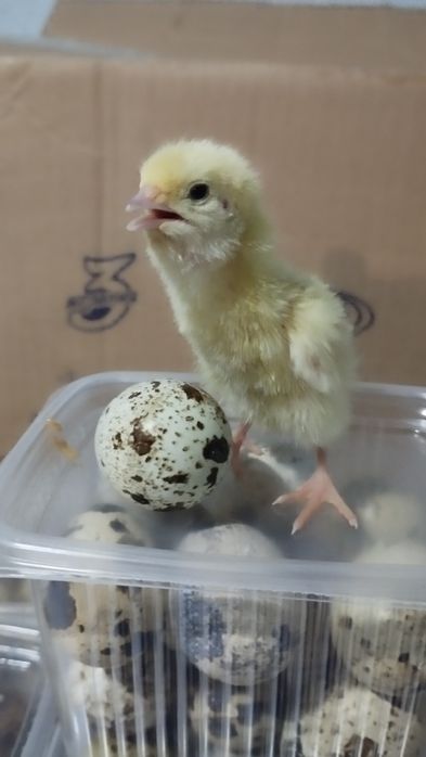 Яйцо перепелиное