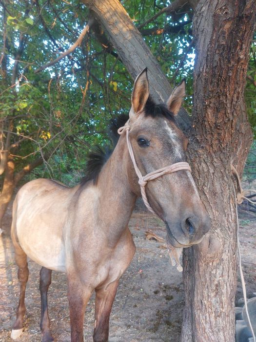 1,5 жасар тай сатылады