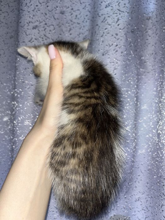 Отдаем котят в добрые руки