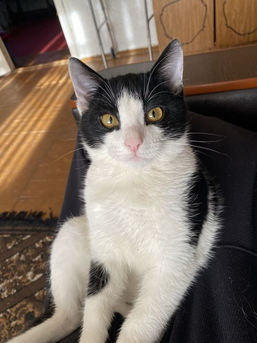 Отдам котенка мальчик