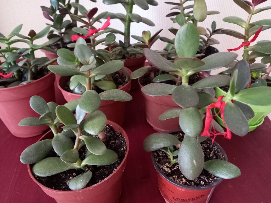 Украшение дома ЦВЕТЫ