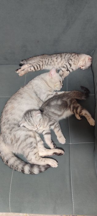 Продам котенка скотиш фолд
