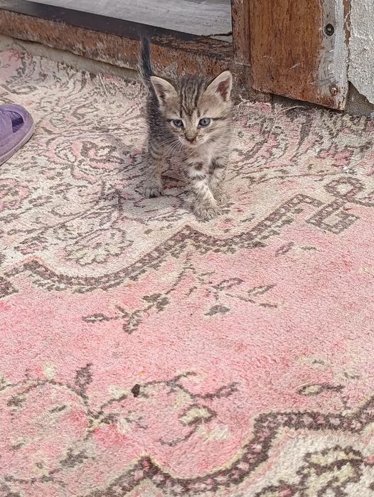 Котята мальчики и девочки ищут дом