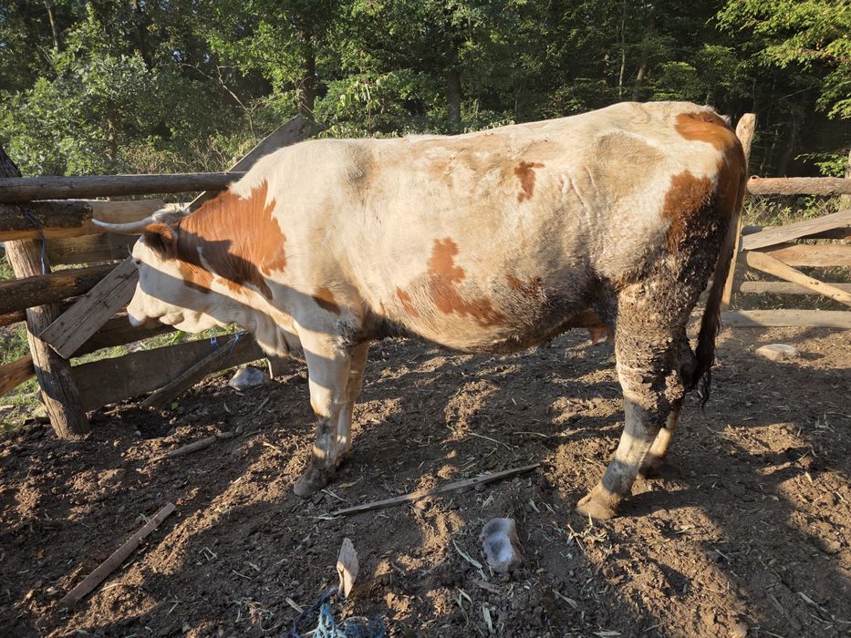 Vaca gestanta (juninca la prima fatare) rasa  baltata romaneasca