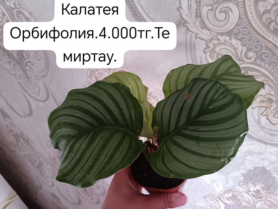 Продам комнатные цветы