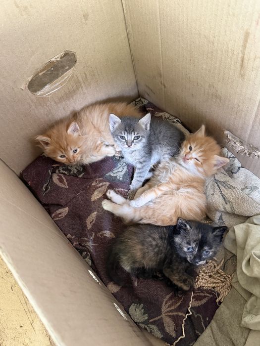 Отдам в добрые руки котят
