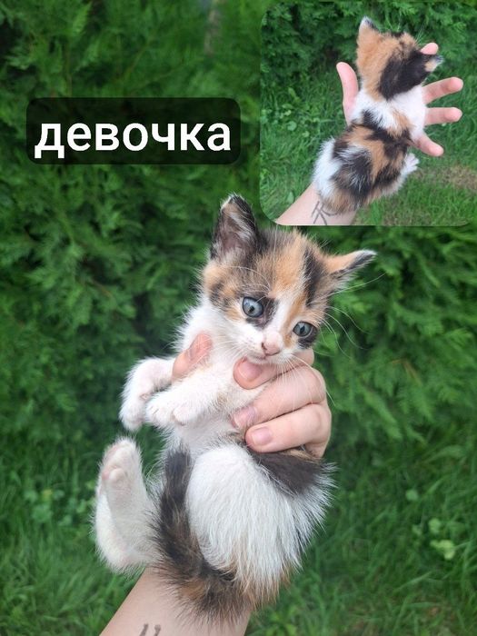 Котята в добрые руки