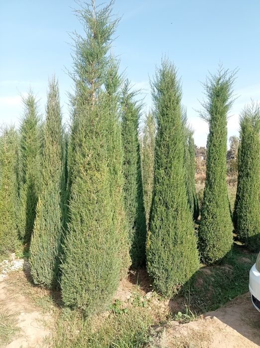 Арча хархил турдаги