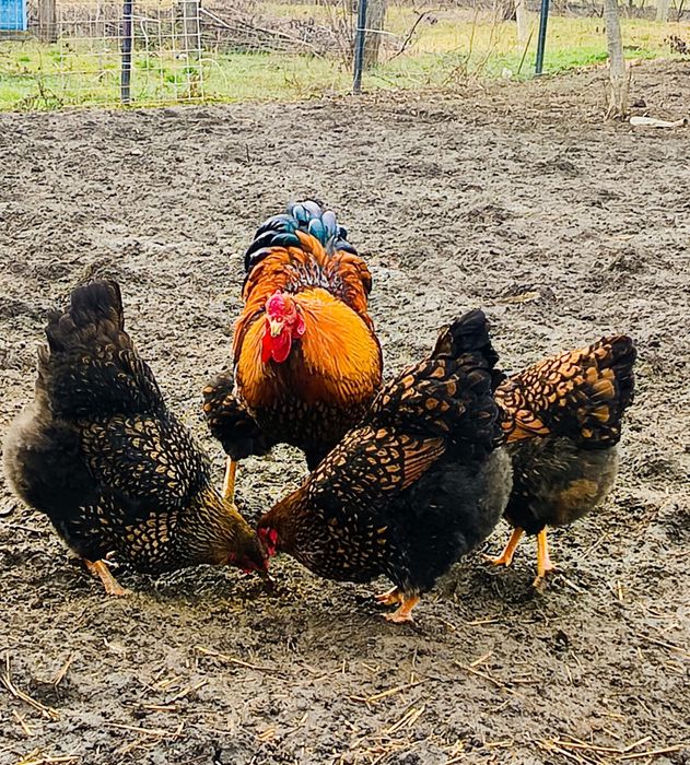 Ouă incubat găini wiandotte si new hampshire