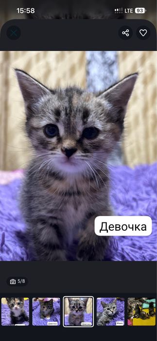 Отдам котят в хорошие руки