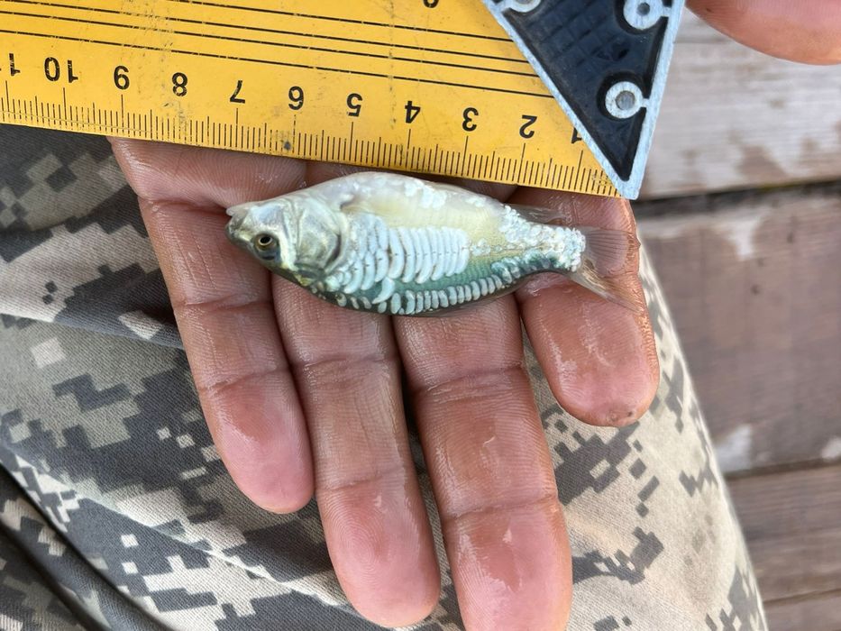 Сеголетки зеркального карпа