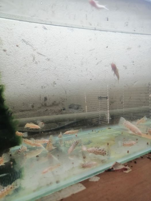 Декоративни рибки