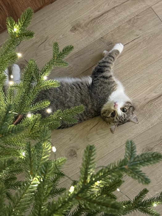 Кошечка подросток