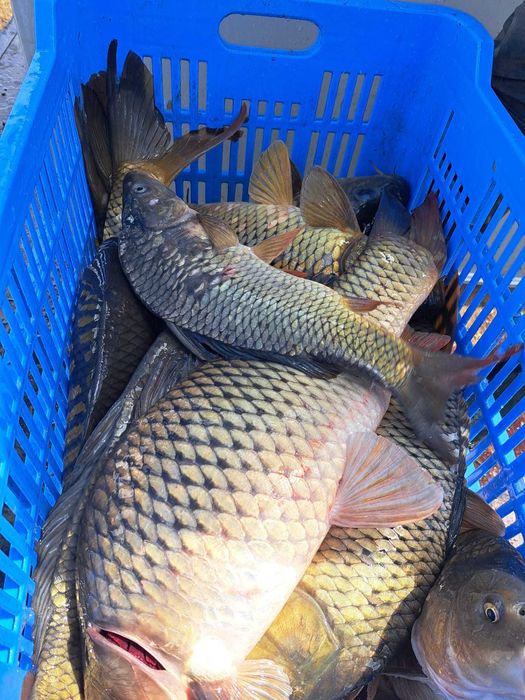 Lac de vânzare – Vetiș, județul Satu Mare