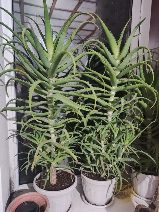 Алоэ больше трех лет