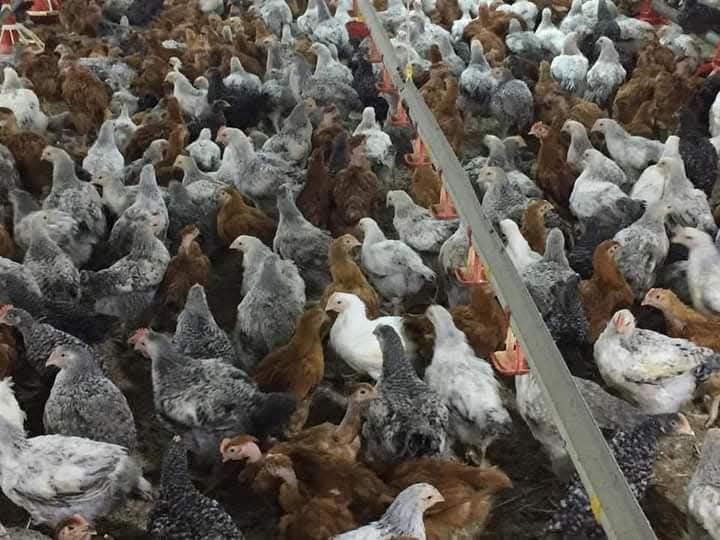 Pui rasa mixta porumbac și rosi