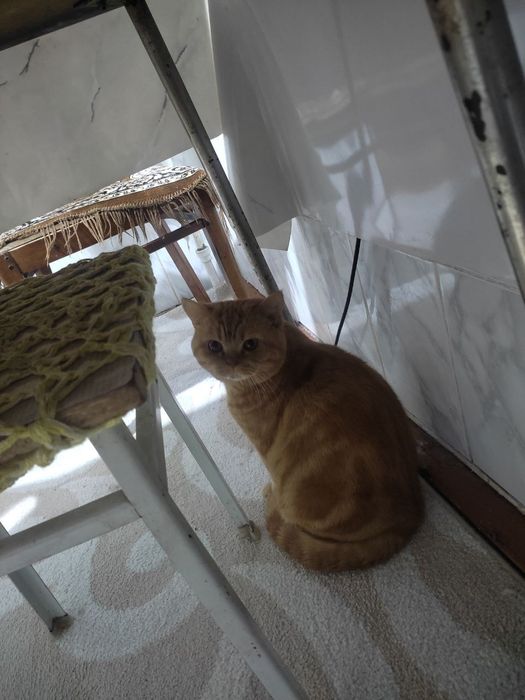 Ищем кошку. Вязка