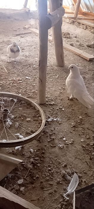 oq kabutar oyoqlari patli qoldi 6 juft