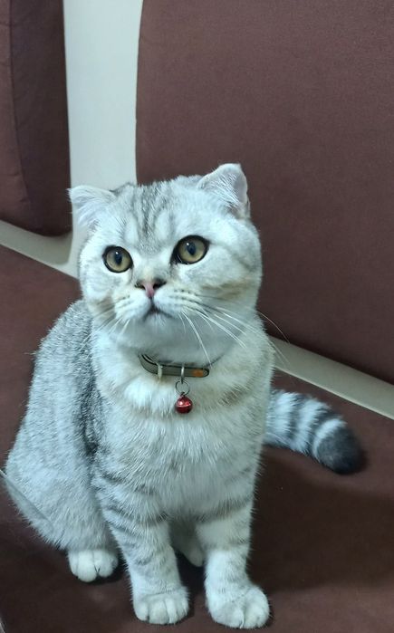 Шотландская вислоухая кошка