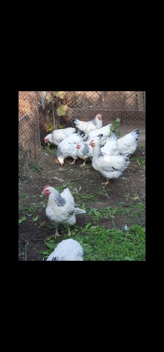 Vand ouă pentru incubat rasă Sussex HD