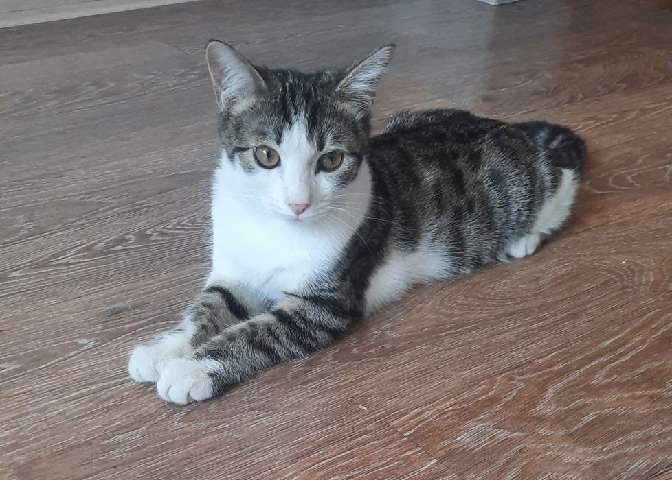 Котенок мальчик в добрую семью