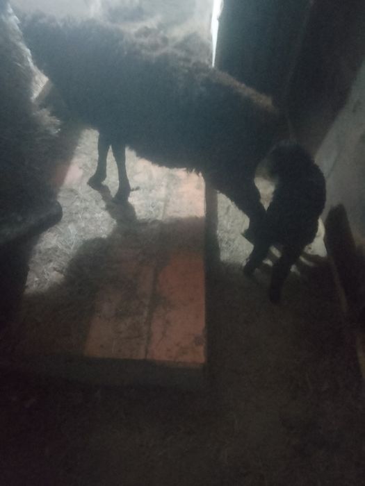 Қозылы Қой сатылады.