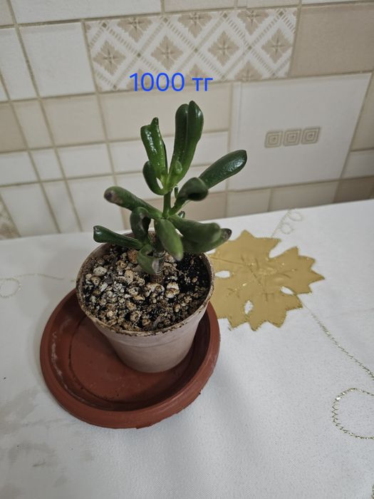 Комнатные цветы.