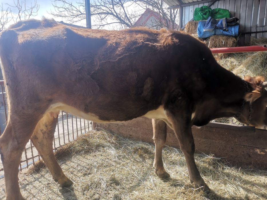 Vând vaca metis bruna