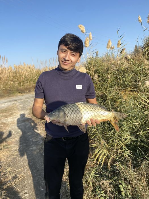 Baliq рыба Buxoro optim va donaga ham bor
