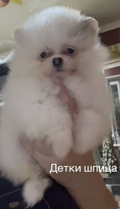 Шпиц мальчик продам