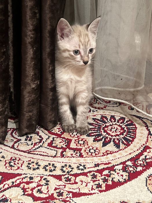 Отдам котенка(девочка)