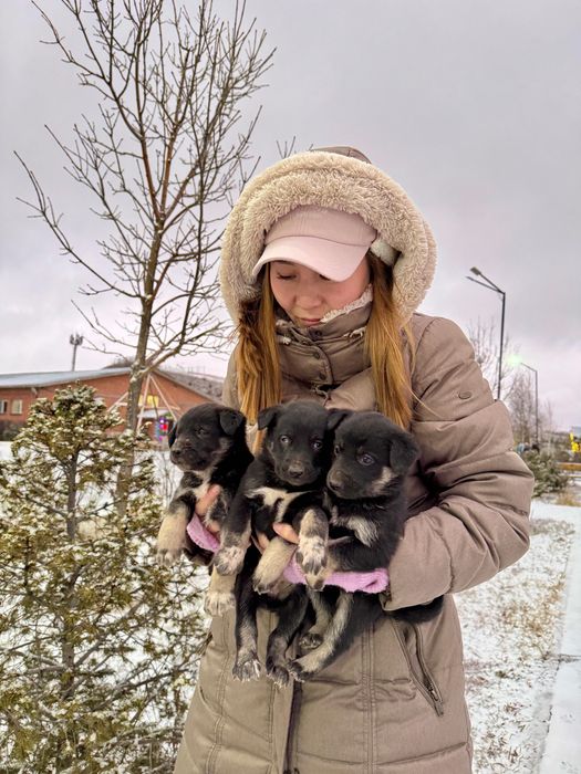 Срочно! Отдадим щенят в добрые руки!