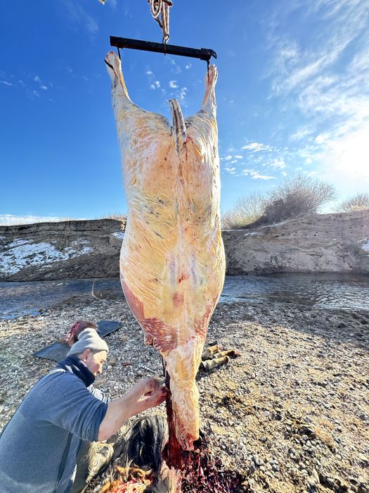 Соғымға жылқылар сатылады