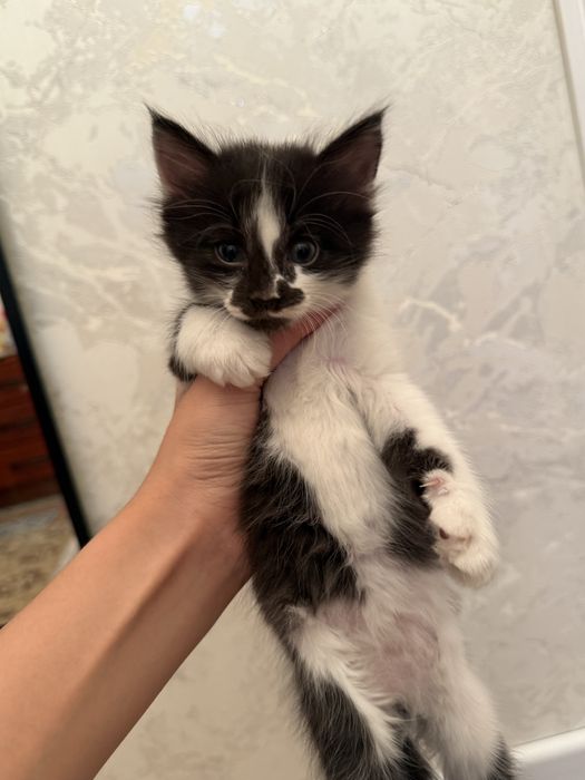Кошки отдам в добрые руки за 500тг